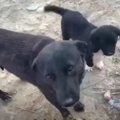 子犬が人々と共存す…