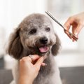 トリマーの給料はい…