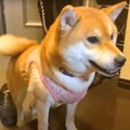 犬の『ただいま』と…