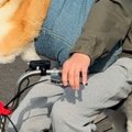 散歩中の犬3匹が『全…