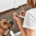 犬の近くに『絶対置…