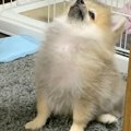 胸毛が『パヤパヤ』…