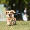 犬の散歩に便利な『…