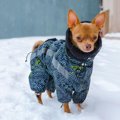 要注意！小型犬にし…