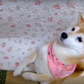 柴犬と猫のかくれん…