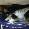 犬が痙攣を起こす原…