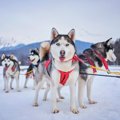 犬には『首輪』？そ…