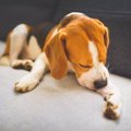 犬が『自分の足を噛…