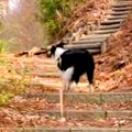 世界一賢い犬種と『1…