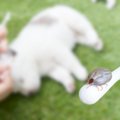 マダニ感染症が犬か…