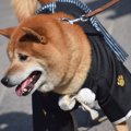 愛犬と『初詣』必ず…