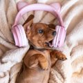 音楽やオーディオブ…