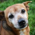 『犬の里親詐欺』の…