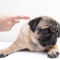 犬のしつけが上手に…