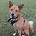 パワフルな保護犬エ…