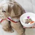 犬がご飯を食べない…