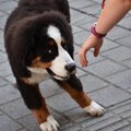 臆病な犬に絶対して…