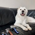 犬のお手入れに使う…