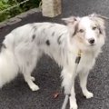 世界一賢いと言われ…