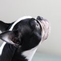 犬が悲しい声で『ク…