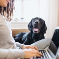 英国での調査〜「犬…