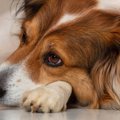 愛犬の最期にあなたがするべき５つのこと