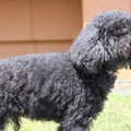犬がかわいい理由と…