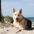 犬との旅行は飼い主…