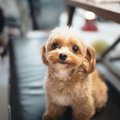 小型犬への『絶対NG…