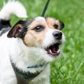愛犬がよその犬に威…