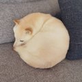 満月？クッション？…