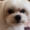 赤ちゃん○○にタジタ…