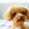 犬が固まっている時…