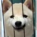 柵の向こうからスゴ…