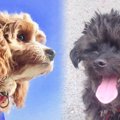 子（犬）育てはセラ…