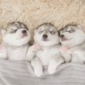 なぜ犬は眠る時間が…