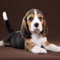 英国発、犬の一生分…