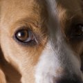 犬が挙動不審になっ…