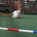 室内ドッグラン講座…