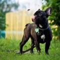 神経質な犬がしがち…
