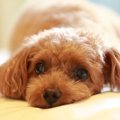 子犬が電気コードを…