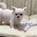 タオル泥棒のチワワ…