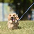 愛犬との散歩『飼い…