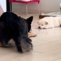 自分の子どもを見つ…