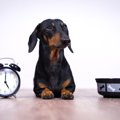 犬に『ご飯を与える…
