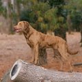 【獣医師監修】チェ…