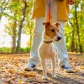犬に『銀杏』は危険…