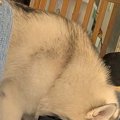 いつもの場所に『大…