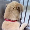 行き先がなかった『…