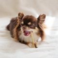 犬に『歯磨きガム』…